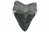 Serrated, Fossil Megalodon Tooth - South Carolina #324268-2